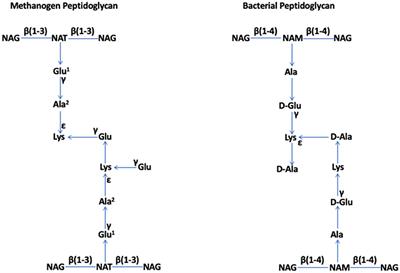 A reminder—peptidoglycan cell walls indeed occur in the archaeal domain, specifically in the members of Methanobacteria and Methanopyri classes